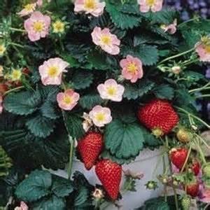 Large red, very sweet berries on compact, bushy plants. Excellent for hanging baskets.