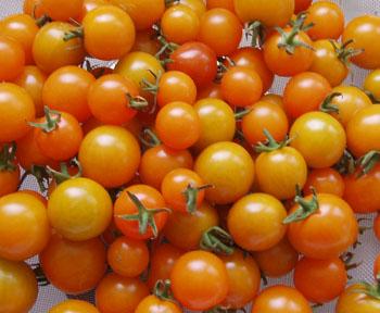 Virus DETERMINATE: Sets large amounts of blocky 4 oz paste tomatoes.