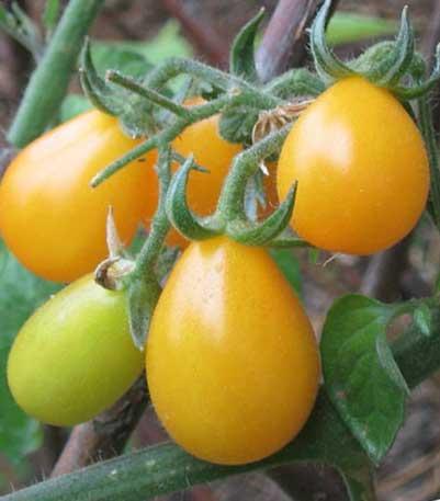 SAN MARZANO -CHERRY YELLOW PEAR Excellent sauce tomato, Canning Fusarium Wilt 1,
