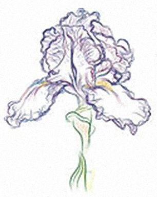 Belton Iris Society Member Iris Rhizomes