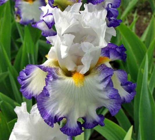 precisely ruffled. International 2010. 'Revision' (Keith Keppel, R 2010) TB, 39" (99 cm), Early, midseason, late bloom.