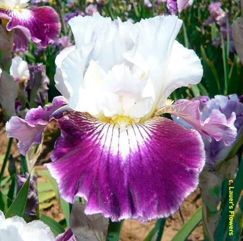 Honorable Mention 2012. Hybridizer's Comment: The accent is on BRIGHT! It is the only iris that I can truly say is so bright that up close it is hard to look at.