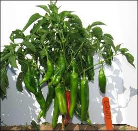 Materials and Methods Six advanced New Mexico green chile breeding lines: 54W17, 55W17, 57W17, 58W17, 60W17, 61W17 Two