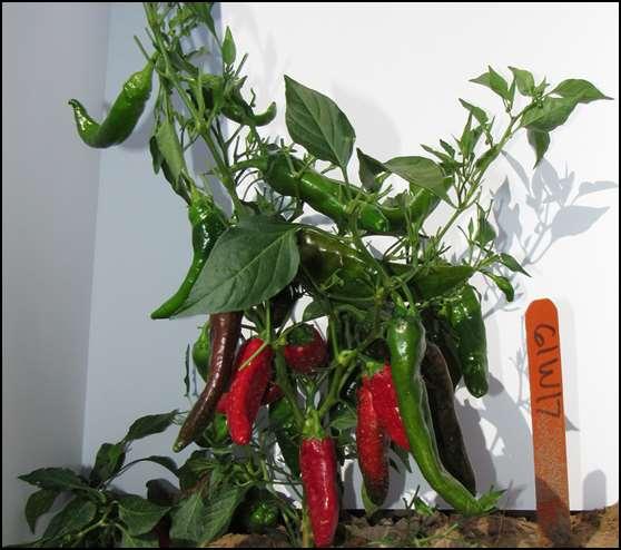 Introduction New Mexico Chile Red (physiologically mature) and green (full sized, physiologically immature) chile