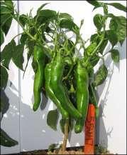Previous Research Evaluation of commercially available NM green chile cultivars Some had