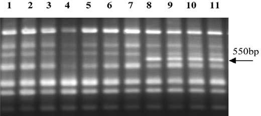 RAPD analysis To further assess the genetic diversity between cultivars and clones the 51 accessions were analyzed with 6 RAPD primers.