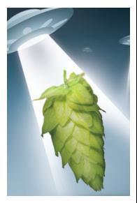 Introduction: Hop Aroma in Beer New aroma cultivars being 