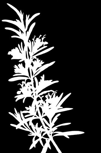 Kombo Butter - 4 oz Pycnanthus anglensis 4.