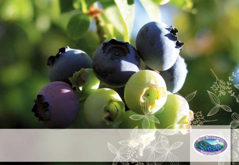 Key Markets for Wild Blueberries in