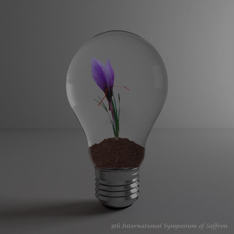 Saffron (Crocus sativus L.