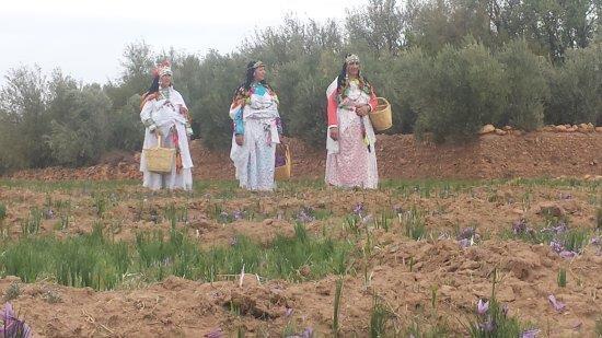 Saffron in Morocco About 1500 to 2000 saffron