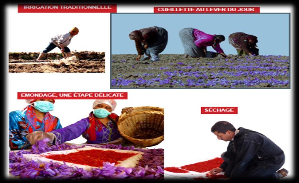 Moroccan Saffron conduct to achieve good quality Saffron is expensive, not because it is
