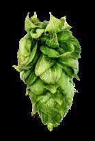 SABRO BRAND HBC 38 CV Sabro HBC 38 cv. is the newest release from the Hop Breeding Company. Sabro is an aroma hop that is notable for its complexity of fruity and citrus flavors.