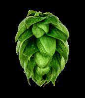 STERLING Bred in 199 and released in 1998, Sterling is an aroma variety with noble hop characteristics. Its lineage includes Saaz, Cascade, Brewer s Gold and Early Green.