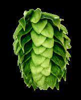 ULTRA Bred by the hops research program in Corvallis, Oregon in 1983 and released in 1995 by the USDA, Ultra is a triploid seedling of Hallertau Mittelfrüh and half sister to Mt.