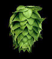 BULLION Recognized as one of the first super-alpha varieties, Bullion is a cross between Wild Manitoba BB1 and an English male hop.