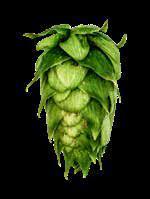 CENTENNIAL Bred in 197 and released by Washington State University in 199, Centennial is an aroma-type cultivar that has found favor as one of the most popular varieties in craft brewing.