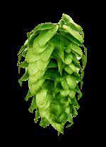 CLUSTER Cluster is one of the oldest hop varieties grown in the United States and until the late 197s, accounted for the majority of the country s hop acreage.