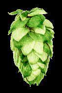 LORAL BRAND HBC 291 CV. Developed by Hop Breeding Company and released in 216, Loral HBC 291 has a noble heritage that straddles the fence between old and new world hop aromatics.