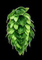 MAGNUM Bred at the Hop Research Center in Hüll in 198 and released in 1993, Magnum is a German variety (also grown in the US) and daughter of Galena.
