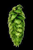 NORTHERN BREWER Bred in England in 193 from a Canterbury Golding plant and male seedling of Brewer s Gold, Northern Brewer is mainly grown in the United States and Germany.