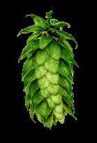 PERLE Bred at the Hop Research Institute in Hüll and released in 1978, Perle is a cross between Northern Brewer and 63/5/27M.