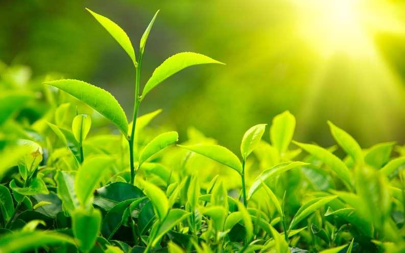 Introduction to the Company Southern Venture Holding Pvt Ltd is established to produce high quality Tea for Global Market from Sri Lanka Tea industry.