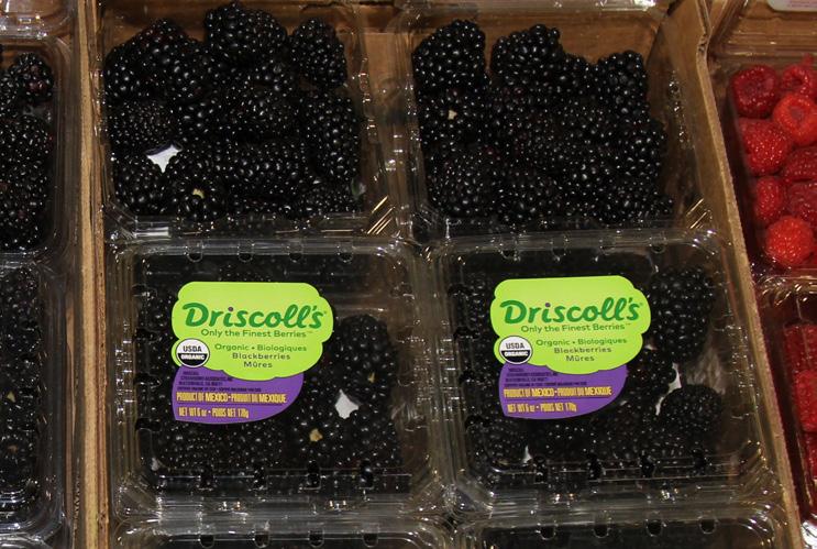Other brands continue in firm, but steady supply. Driscoll s Organic Strawberry supply continues to improve. Expect another price drop here in late March. Other brands are steady.