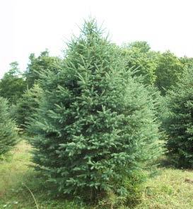 00) White Spruce (Picea glauca) 10-18, 3-year seedling Very hardy, compact tree with short bluish-green needles. Fast rate of growth for Christmas trees, ornamentals and windbreaks.