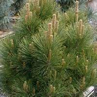 00) Eastern Red Cedar (Juniperus virginiana) 18-24, 4-year seedling A fast-growing, dense pyramidal evergreen which grows up to 50 feet tall with a width of 8-20 feet.
