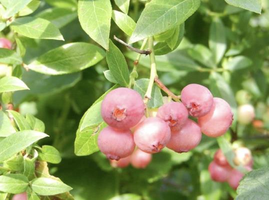 Rabbiteye blueberries Cultivars include: Pink Lemonade, Pink Sorbet,