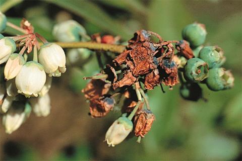 related Pseudomonas bacterial blight Only affects