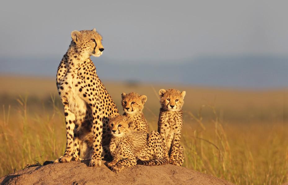 AWF teamed up with Disneynature to highlight the plight of Africa s big cats, which has intensified in recent decades due to shrinking habitat and mounting conflict with humans.