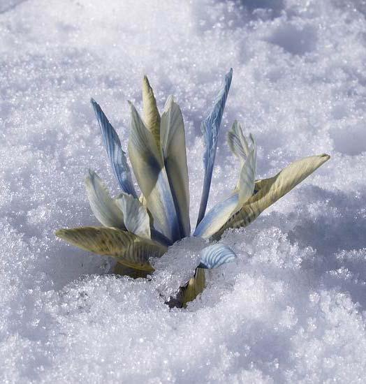 On Monday I photographed the same flower just reappearing from under the snow as it slowly melts in the mid day sunshine.