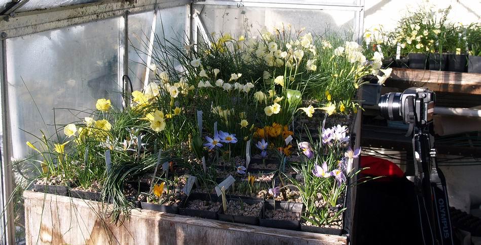 Prop House In the shelter of the cold glasshouses a mass of Crocus and Narcissus are flowering and are tempted to open their flowers to face the warmth that the sunshine