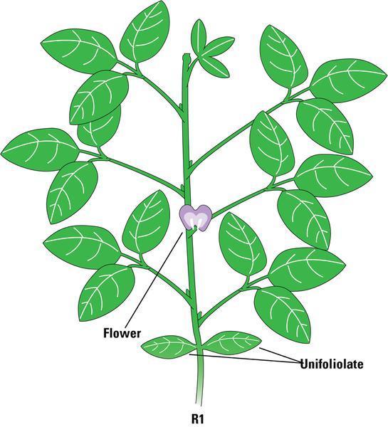 Determinate vs Indeterminate Terminate most vegetative growth when they start flowering Generally MGVI or greater Traditionally most soybean