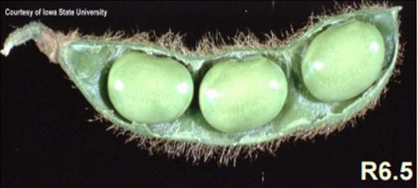 Soybean Stages