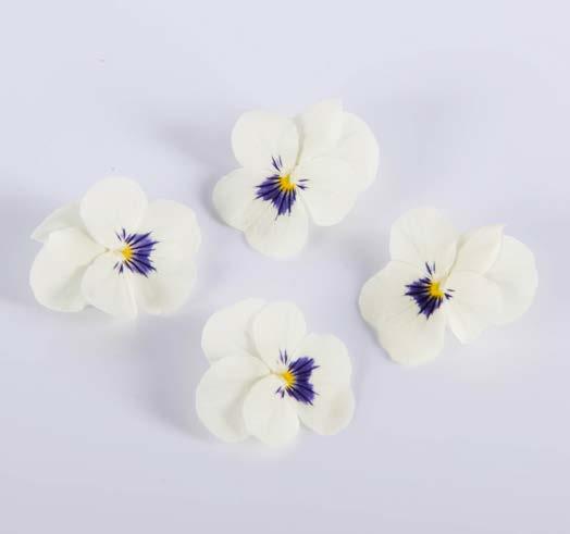 Violas white petals with flecks of purple add a