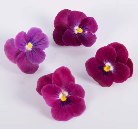 Rhubarb Viola rich burgundy petals will remind