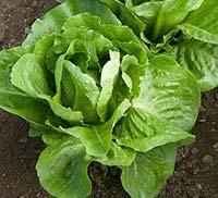 Mature in 75-85 days Lettuce - Butterhead Great color and smooth, non-bitter taste this Butterhead variety has a light