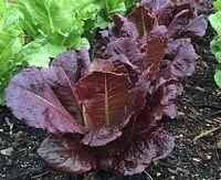 Lettuce - Red Romaine Pomegranate Crunch is a stunning mini red romaine with speckled green hearts and smooth