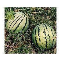 melons are deep orange colored flesh inside and have a smooth grey-green rind outside that ripens to gorgeous