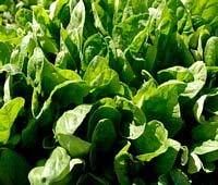 Spinach Plants Spinach is best in the cooler weather of early Spring or Fall and ours is a