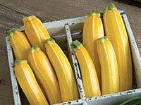 Squash - Yellow Crookneck Lemon yellow crookneck variety of squash is a favorite type for
