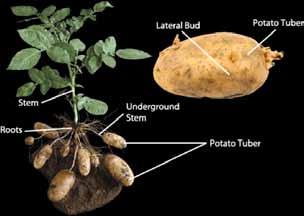 Activity 6 Potatoes Did you know? A single mediumsized potato contains about half the daily adult requirement of vitamin C. Potatoes grow under the ground.