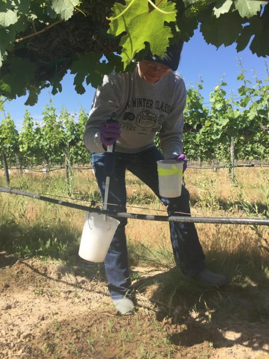 Average J2 (# / 250 g soil) Funded by the Washington State Grape and Wine Research Program POST-PLANT NEMATICIDES Post-Plant Nematicide Performance 5000 4500 4000 3500 3000 2500 2000 1500 1000 500 0