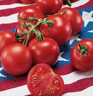 Fourth of July tomato 49 days Be the first on your block to have vine ripened red, luscious tomatoes by the Fourth of July.