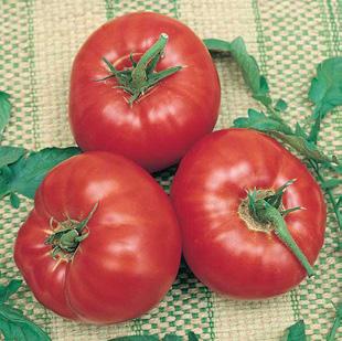 Park s Whopper tomato 65 days These big, juicy, crack-resistant tomatoes, 4 inches or more across, ripen uniformly (even when the weather is overcast!).