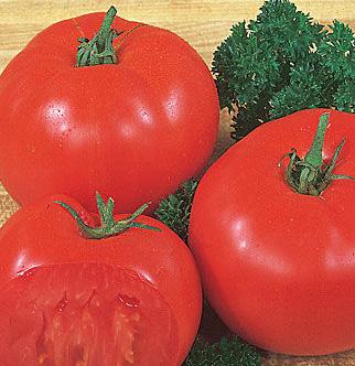 Find out what all the fuss is about -- grow the tomato that American gardeners have been in love with for decades! Rutgers tomato 74 days HEIRLOOM.