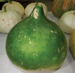 Unusual eggplant grown from seed originating in the former USSR.
